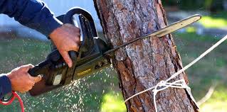 Trusted Palermo, CA Tree Care Experts