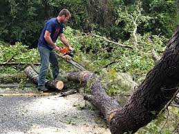 Best Tree Health Inspection  in Palermo, CA