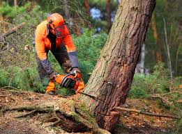 Best Tree Mulching  in Palermo, CA