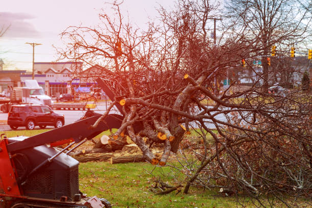 Trusted Palermo, CA Tree Care Experts
