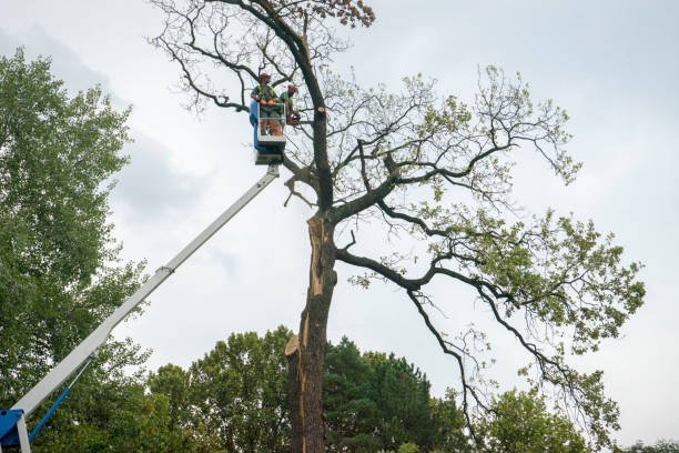 How Our Tree Care Process Works  in  Palermo, CA