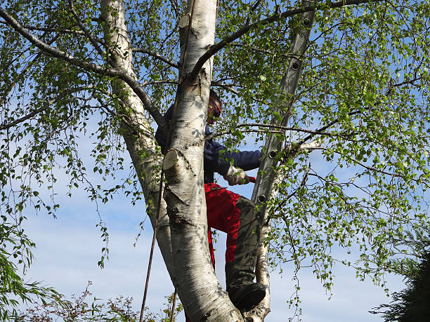 Seasonal Cleanup (Spring/Fall) in Palermo, CA