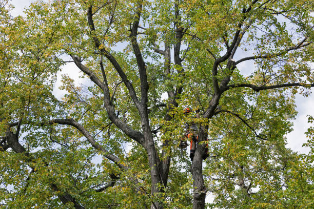 Best Storm Damage Tree Cleanup  in Palermo, CA